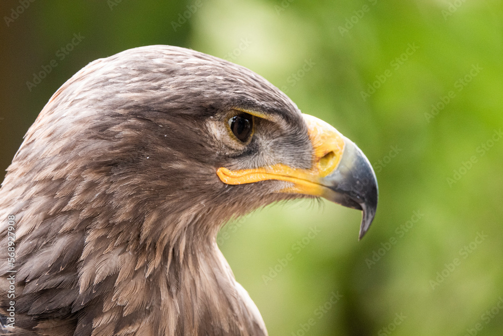 Naklejka premium Head of a golden eagle in profile