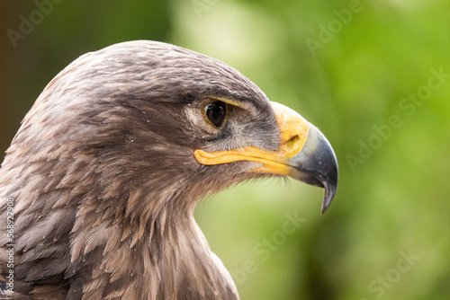 Head of a golden eagle in profile