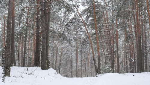 snowy winter in a pine forest it is snowing tree branches in the snow