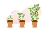 Life cycle of tomato plant. Stages of growth of tomato from seedling, sprout to mature red fruits in flower pot. Cherry tomato growing stage. Vector illustration on white background  