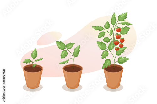 Life cycle of tomato plant. Stages of growth of tomato from seedling, sprout to mature red fruits in flower pot. Cherry tomato growing stage. Vector illustration on white background 