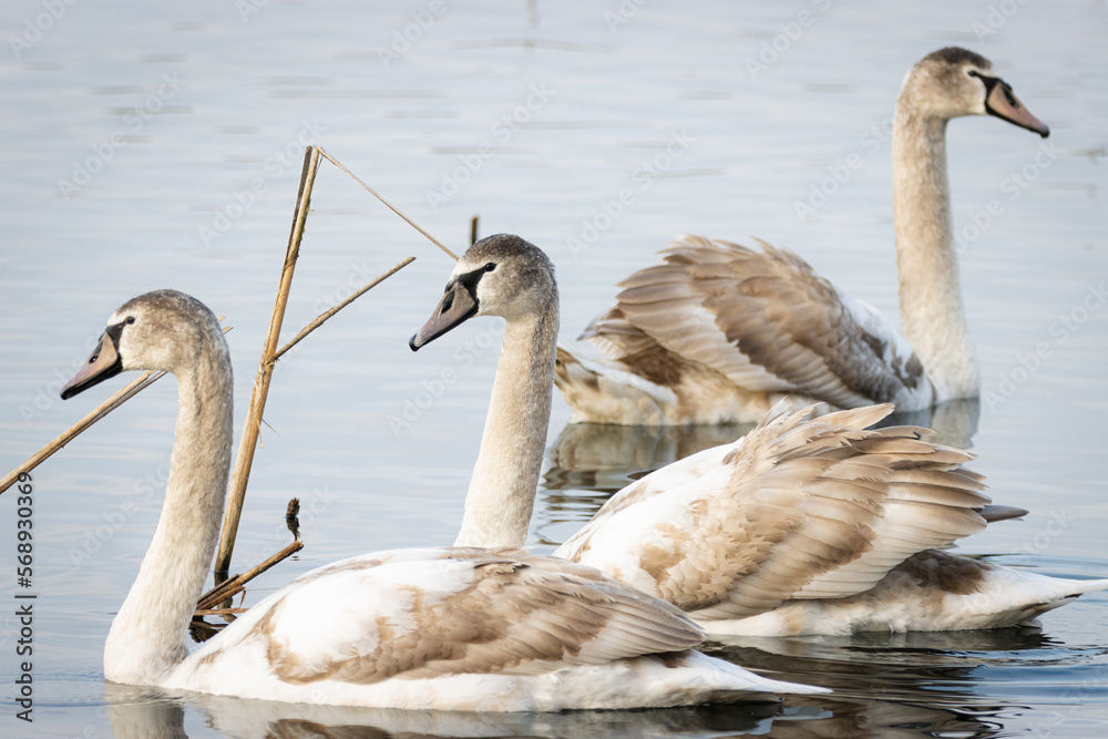 Fototapeta premium Young mute swans are swimming in the lake in winter. Young mute swans large waterfowl birds are wintering in the pond.