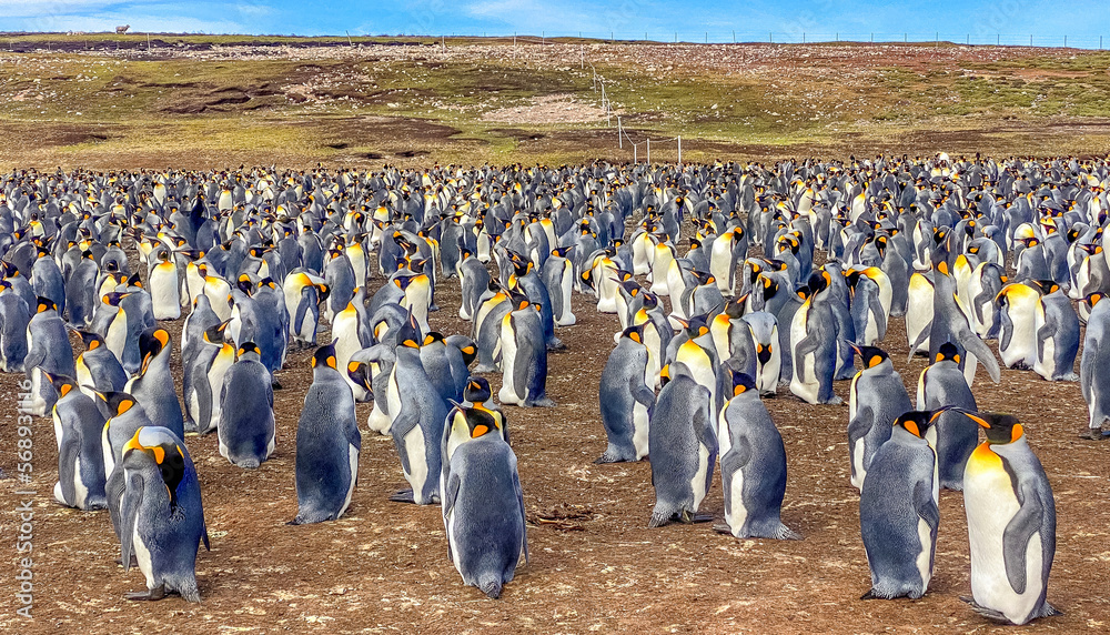 Obraz premium Volunteer Point, Falkland Islands, UK