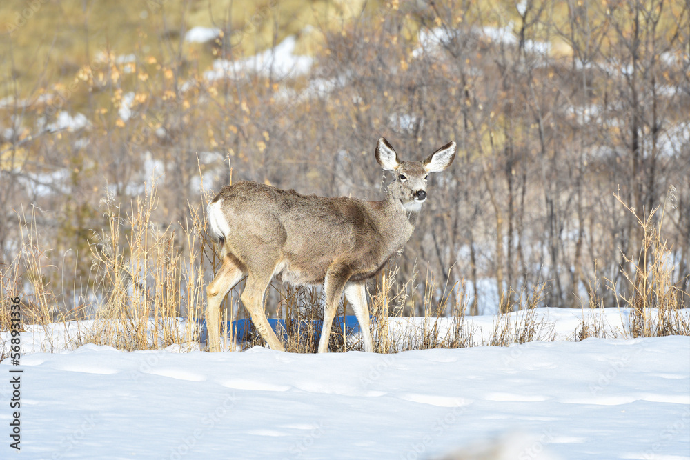 A Mule Deer walking with a winter background in Theodore Roosevelt National Park A Mule Deer walking with a winter background in Theodore Roosevelt National Park