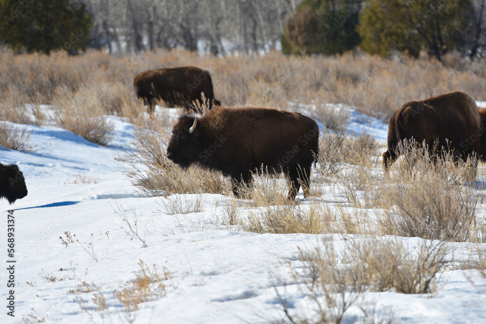 A bison walking with a winter background in Theodore Roosevelt National Park A bison walking with a winter background in Theodore Roosevelt National Park