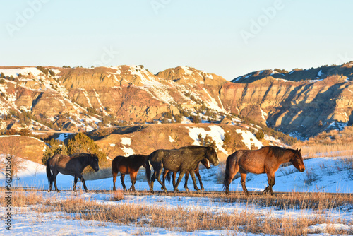 Wild horses walking with a winter background in Theodore Roosevelt National Park