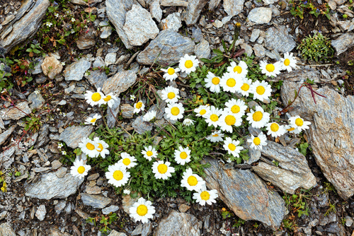 Alpine moon daisy, Leucanthemopsis alpina, alpine flowers in the mountains of the High Tauern, Alps, Europe photo