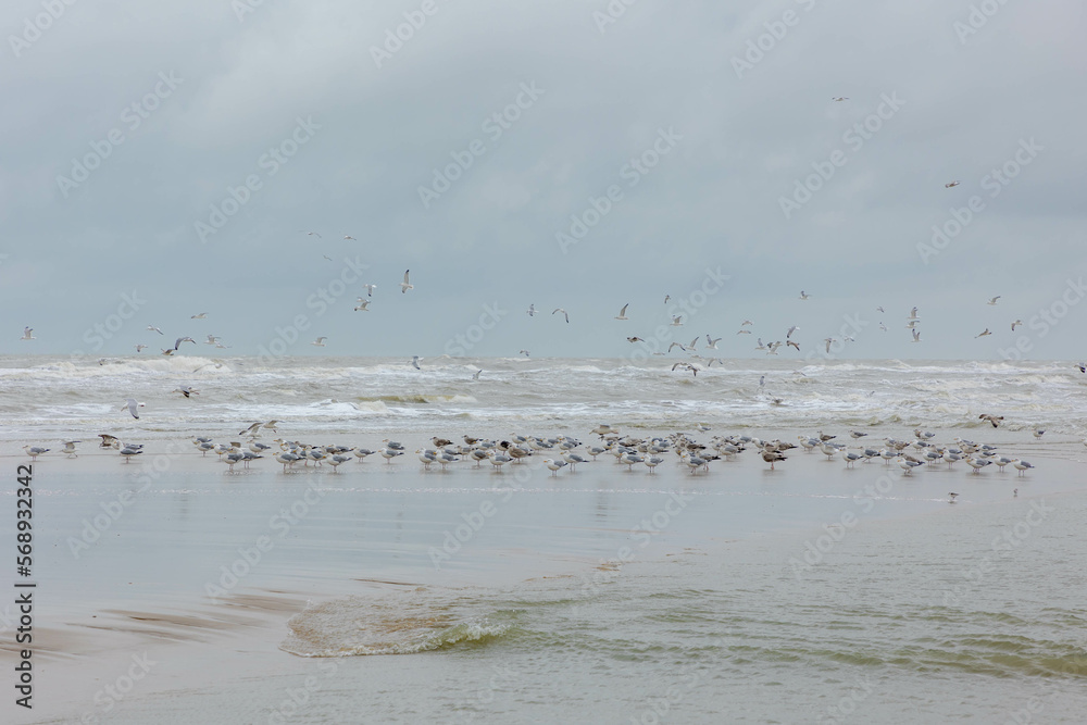 A group seagulls standing on the beach with selective focus, Winter landscape with sand and sea wave and white grey cloudy clouds in the sky, Dutch north sea coastline, Noord-Holland, Netherlands.