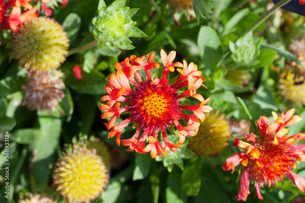 Red and yellow gaillardia x grandiflora flowers in a garden Red and yellow gaillardia x grandiflora flowers in a garden