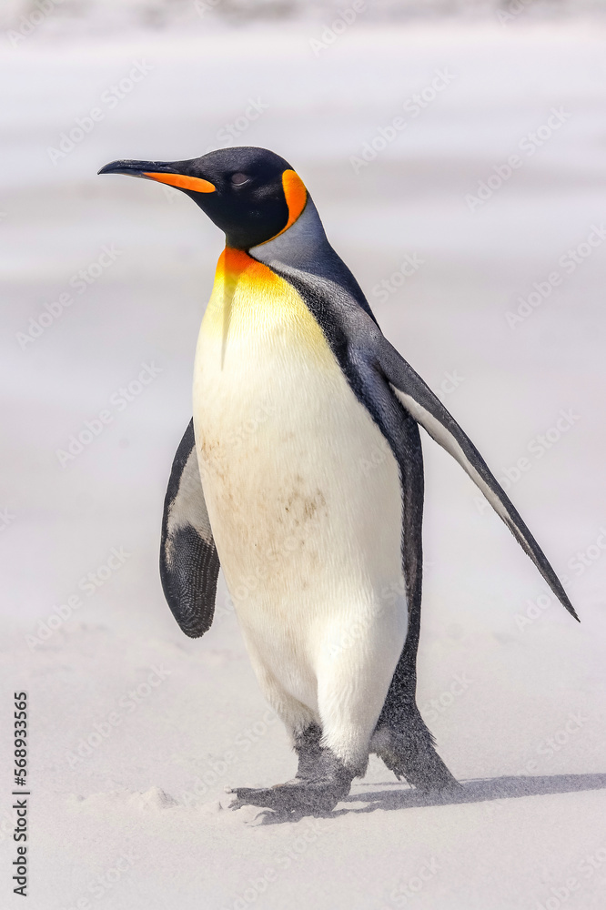 Fototapeta premium Volunteer Point, Falkland Islands, UK