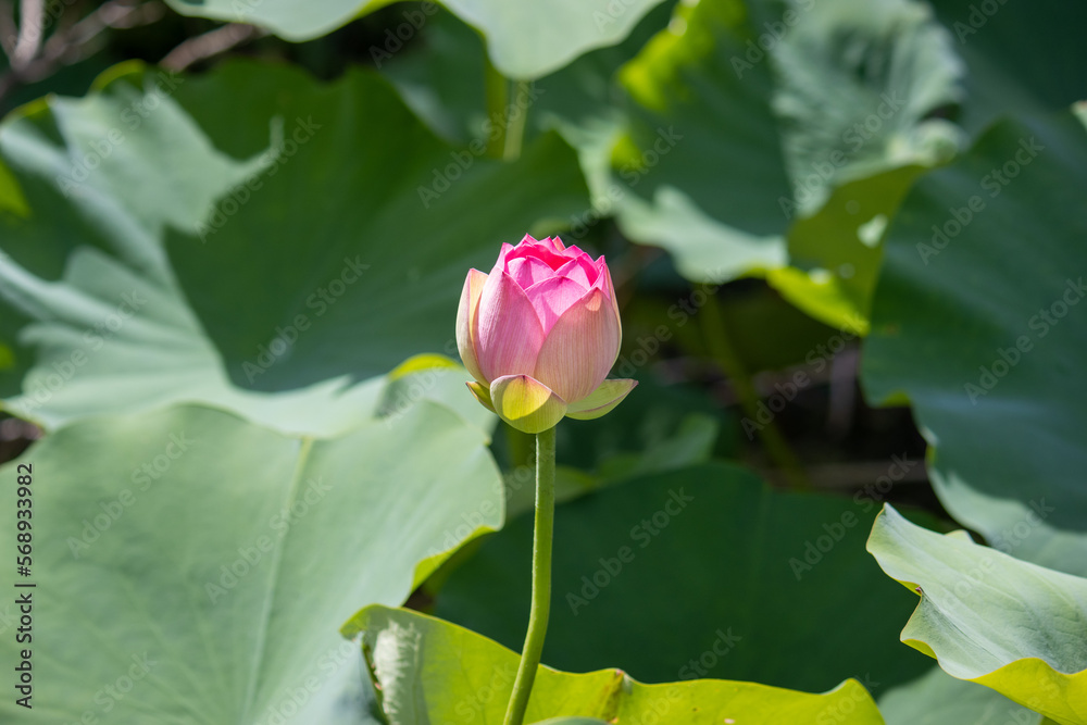 Pink water lily or lotus bud about to bloom in a pond