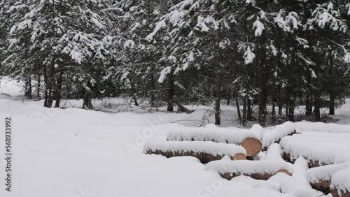 snowy winter in a pine forest it is snowing tree branches in the snow