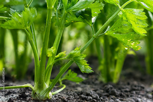 Celery root growing in vegetable garden at summertime , celery growing in soil , agriculture, plant growth and life concept, close-up view 