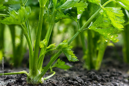 Celery root growing in vegetable garden at summertime , celery growing in soil , agriculture, plant growth and life concept, close-up view  photo