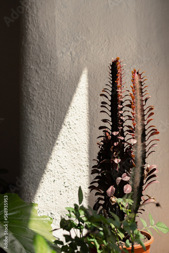 Euphorbia trigona succulent plant in triangle light photo