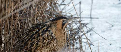 Bittern close-up in the reeds, Titchwell, Norfolk