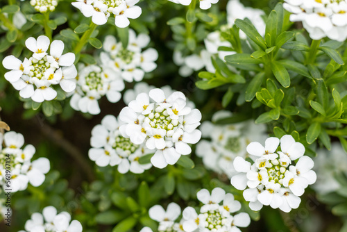 White iberis candytuft flowers blooming in spring