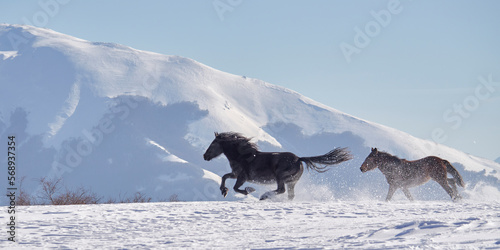 Wild Horses - Cavalli selvaggi al Gran Sasso - Abruzzo photo