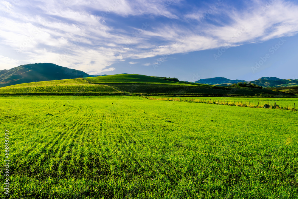 green field in spring day , sunset in a green shiny field with young grass and golden sun rays, deep blue cloudy sky on a background , summer valley landscape