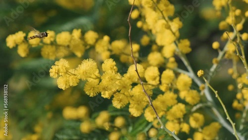 Bee flying above blooming branch of yellow mimosa flower in springtime. Womens day, Easter background. Nature concept