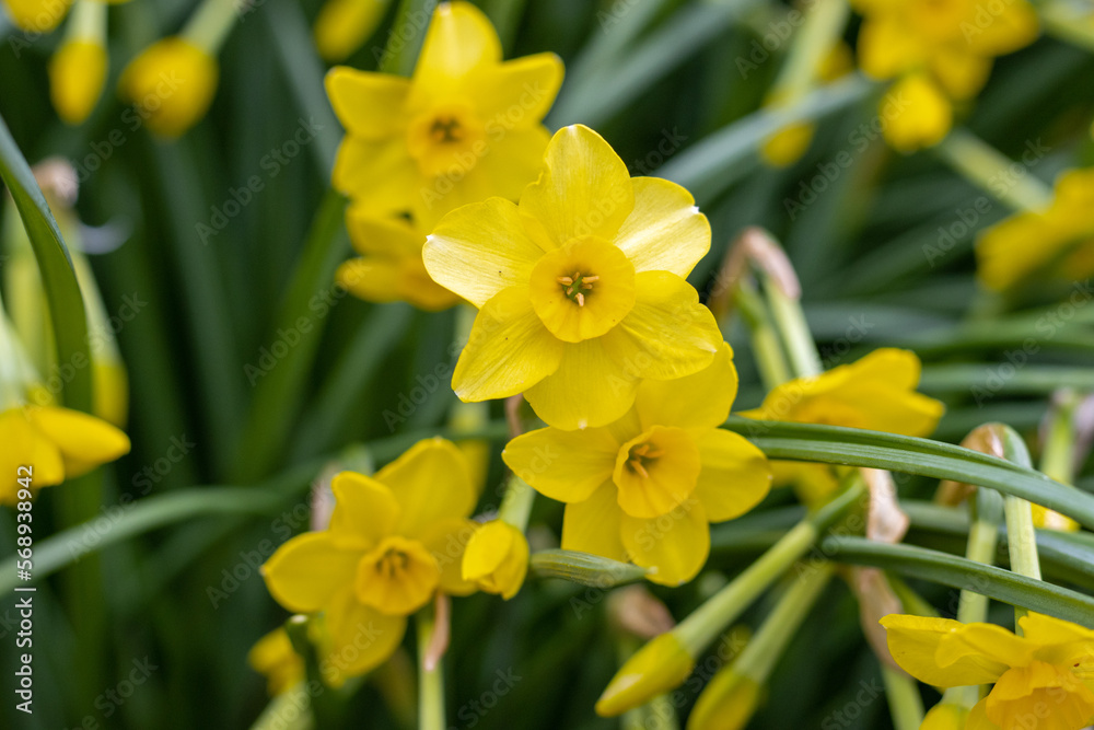 Obraz premium Yellow daffodil flowers blooming in a spring garden