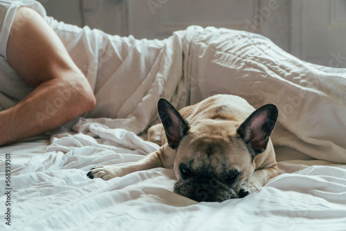 Frenchie napping