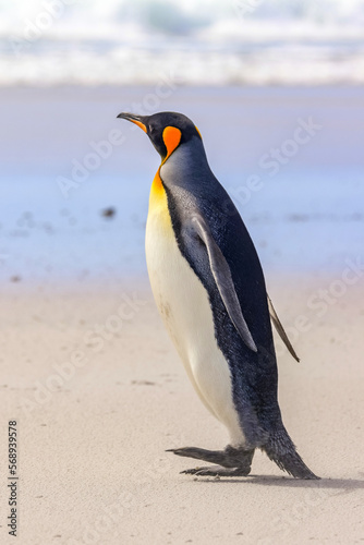 Volunteer Point  Falkland Islands  UK