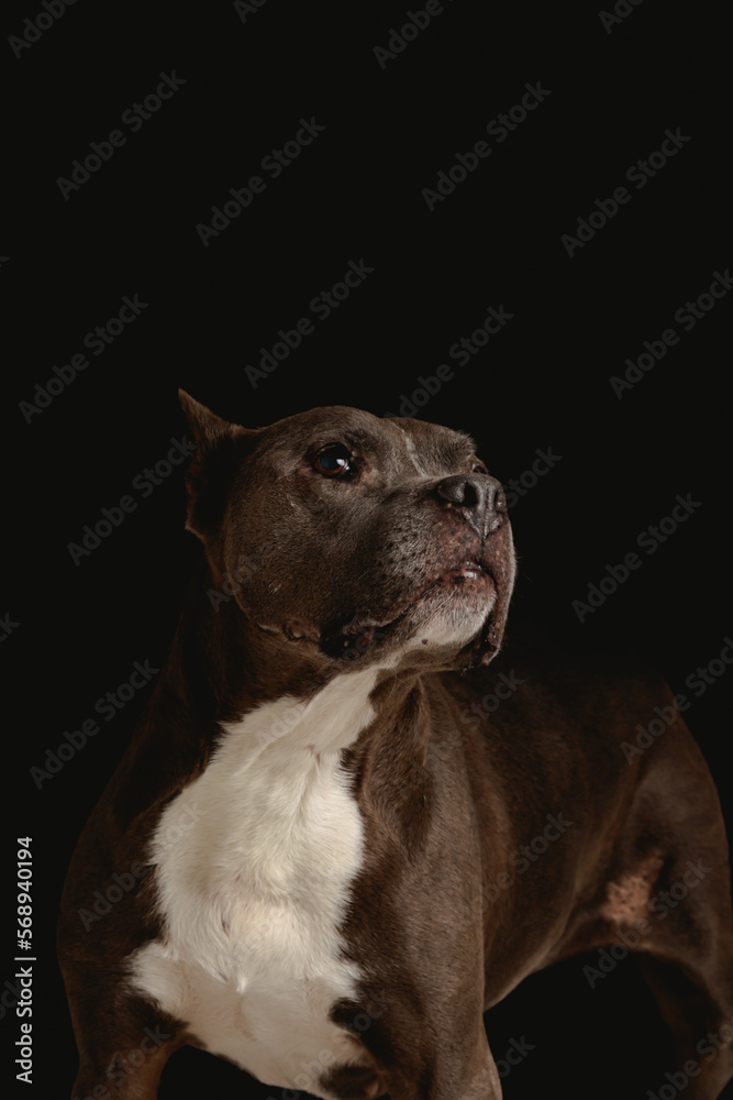 pitbull dog