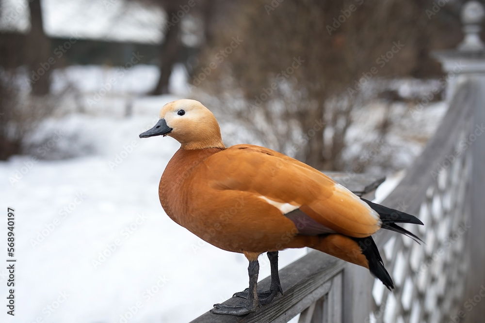 Red duck ogar on the shore of a pond in a park in winter - obrazy, fototapety, plakaty 