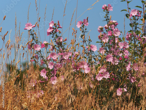 vervain mallow