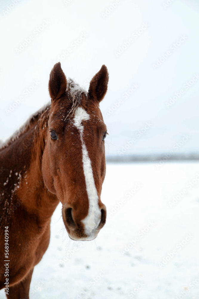 Fototapeta premium Horse