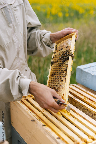 Beehive honeycomb apiarist 
