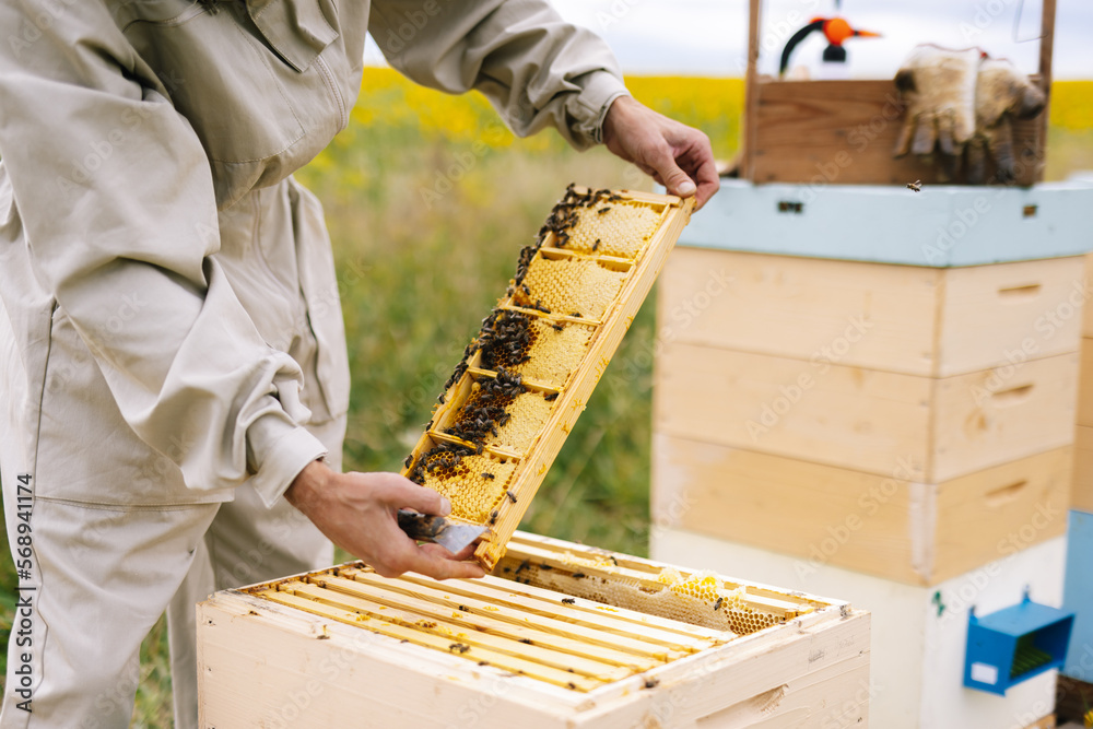 Anonymous instrument beehive beekeeper Stock Photo | Adobe Stock