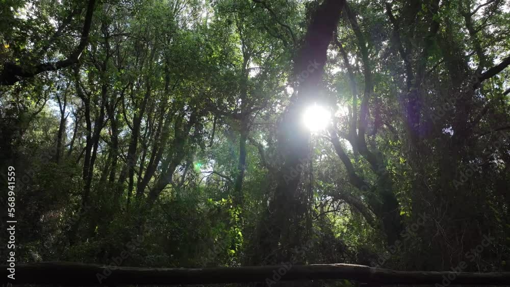 Fitta foresta di alberi, immersi nella natura.
Volando col drone in mezzo agli alberi.