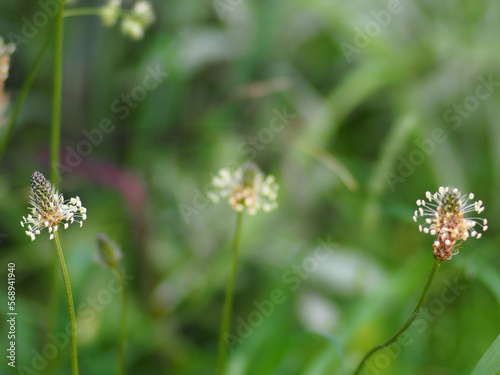ribwort plantain blossoms