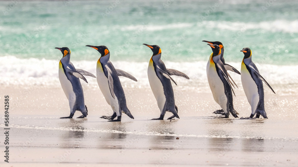Fototapeta premium Volunteer Point, Falkland Islands, UK