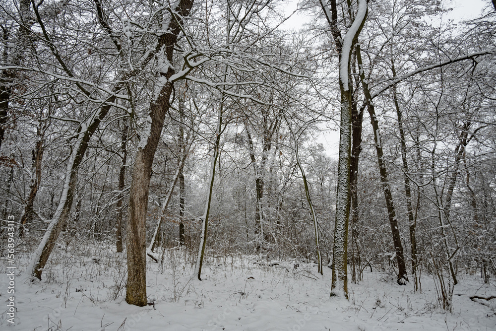 snow covered trees in a winter forest snow covered trees in a winter forest