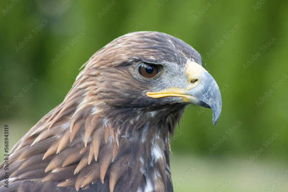 majestic Golden Eagle, Aquila chrysaetos orzeł przedni majestic Golden Eagle, Aquila chrysaetos orzeł przedni
