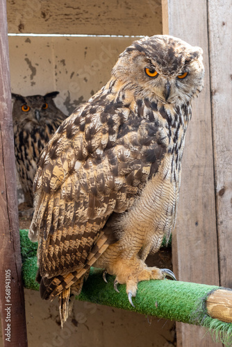 puchacz Eurasian Eagle-Owl Bubo bubo