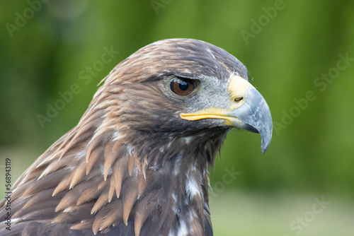 majestic Golden Eagle, Aquila chrysaetos orzeł przedni