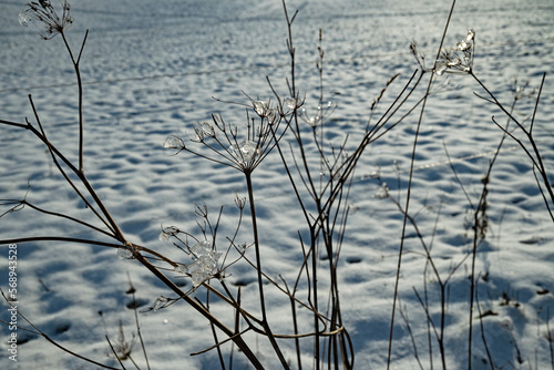 iced plants in a winter landscape