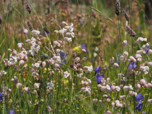 alpine meadow