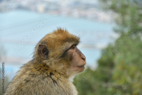 Berberaffenportrait 