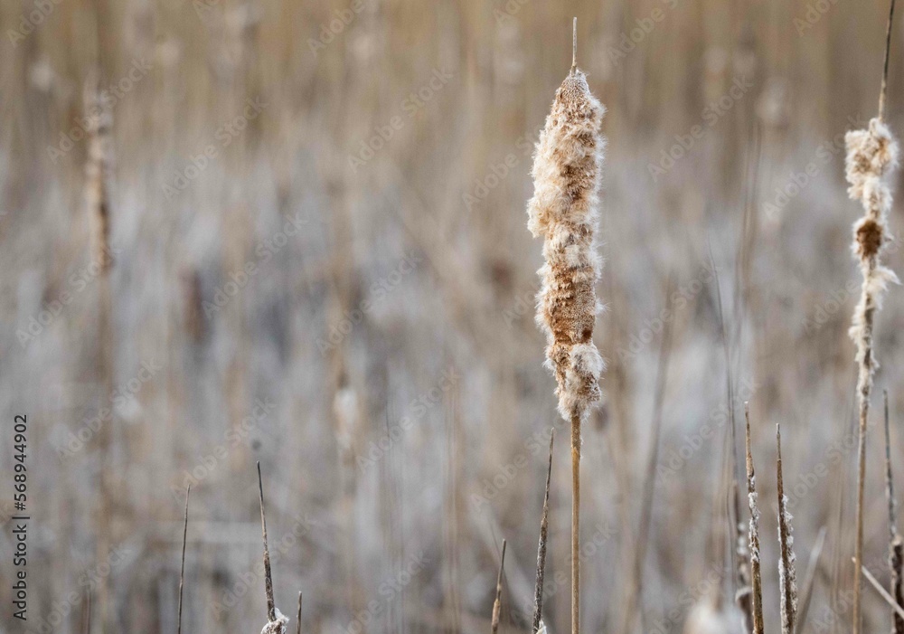Naklejka premium Reeds in New England Swamp in Winter