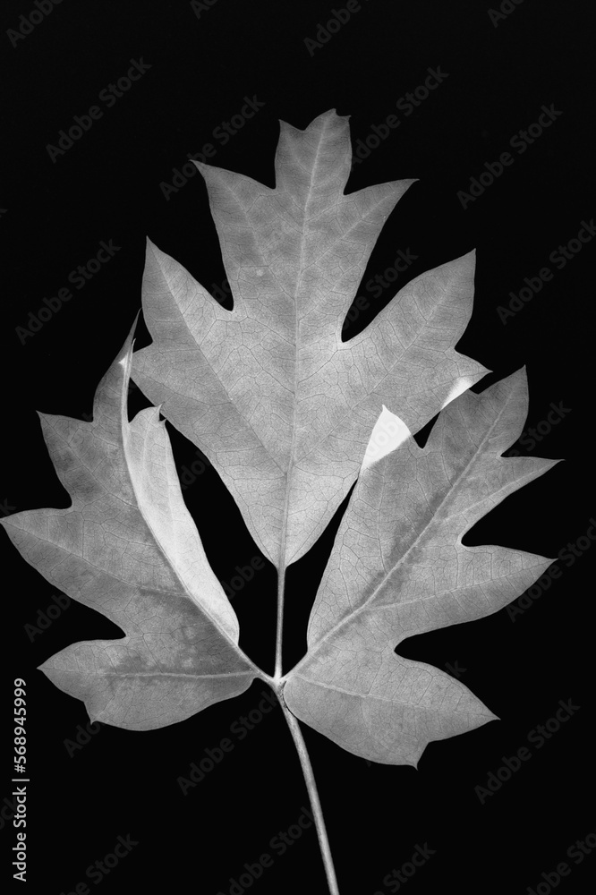 Fototapeta premium leaf on black