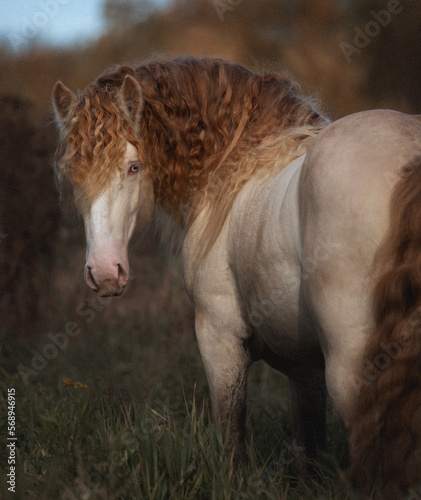 Portrait of beautiful white horse