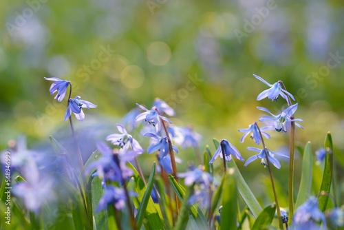 Foto Zauberhafte Blausternwiese