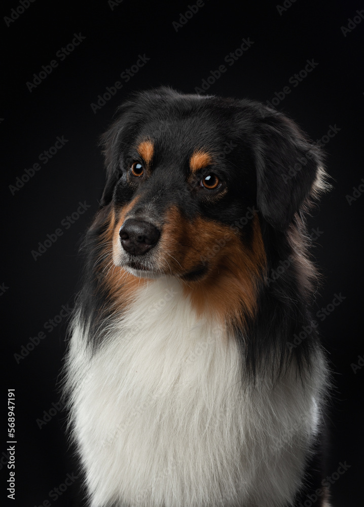 Tricolor Australian Shepherd on a black background. Beautiful dog portrait in studio