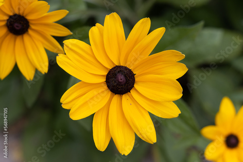 Fototapeta Naklejka Na Ścianę i Meble -  Yellow black-eyed susan flowers close up