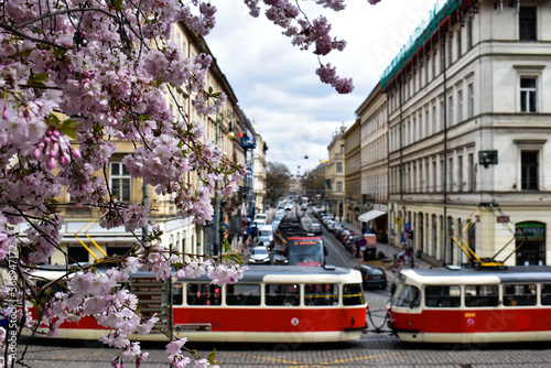 blooming pink sakura cherry tree blossom with Tram and historic old town in Prague, Czech Republic.